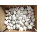 2020 Hot Sale Normal White Garlic